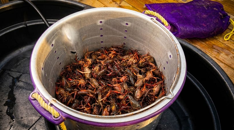A metal colander full of freshly caught crawfish sits inside a large black tub.