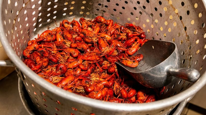 Boiled red crawfish in a large metal strainer with a scoop, ready to be served.